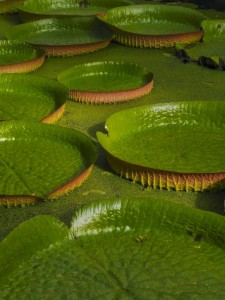 Giant waterlily